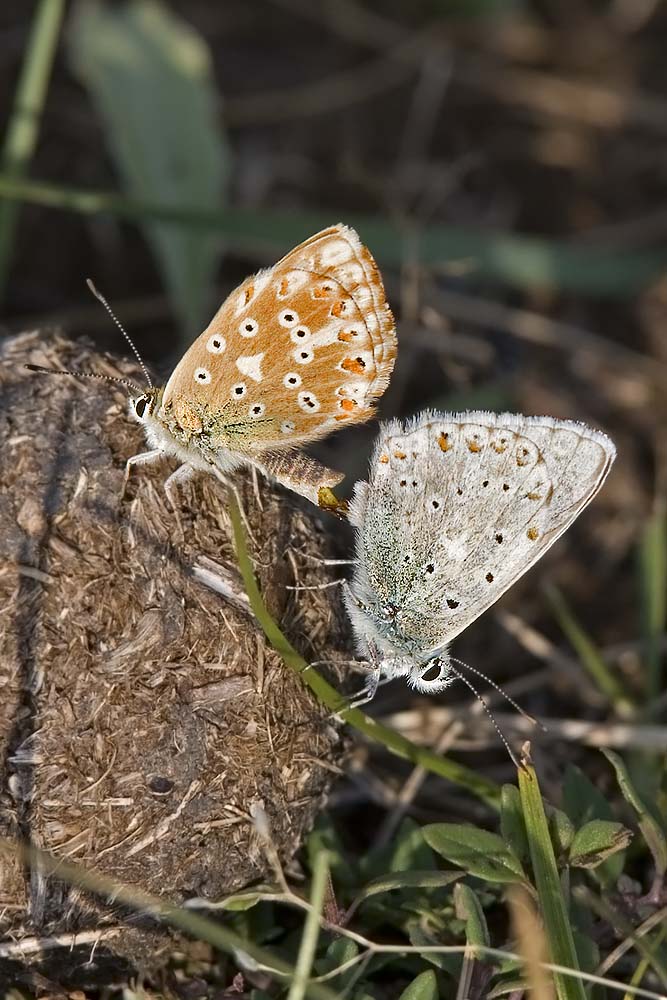 Plebejus Argus. Accoppiamento